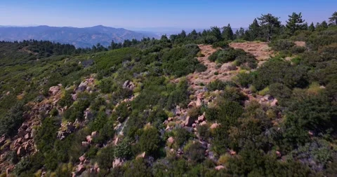 Pine Tree Forest Pine Mountain California Aerial Video Stock Footage 280784193