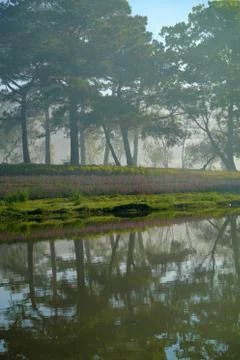 Pine tree in forest reflect on water Stock Photos