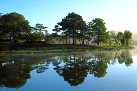 Pine tree in forest reflect on water Stock Photos
