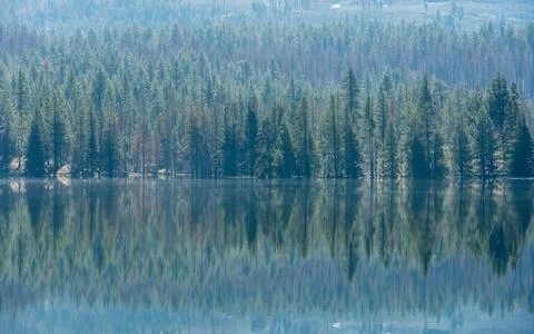 Pine Tree Forest Reflects In Snag Lake Фото
