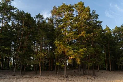 The pine tree forest on the sand. Blue sky. Stock Photos