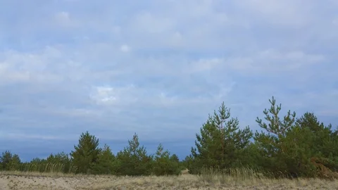 Pine tree forest on a sand under a cloudy sky at the evening, time lapse scene Vídeos de archivo 117169485