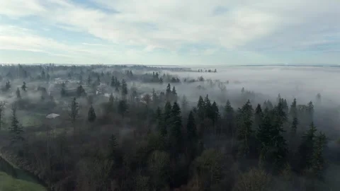 Pine Tree Forest Shrouded With Dense Morning Fog In Langley, BC, Canada. - Video stock 331033571