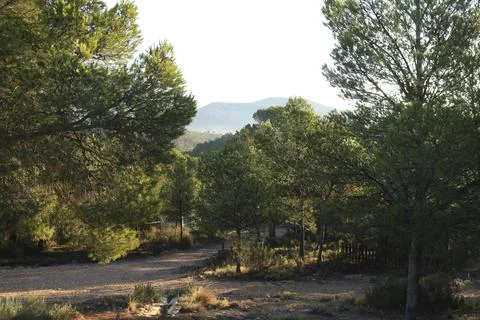 Pine tree forest in Sierra del Maigmo in Alicante province Stock Photos