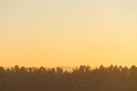 Pine tree forest silhouette Stock Photos
