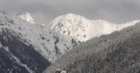 Pine tree forest on the slopes of snow covered mountains Stock Footage 77767437