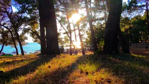 Pine tree forest with small train pasing by Stock Footage 313504024