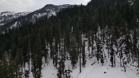 Pine tree forest on snow ice covered mountain. aerial drone shot view Stock Footage 157755814