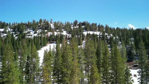 Pine Tree Forest, Snow, Mountains, Soda Springs, Aerial Footage Stock Footage 273753946
