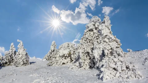 Pine tree forest in a snow under a sparkle sun Video stock 321037568
