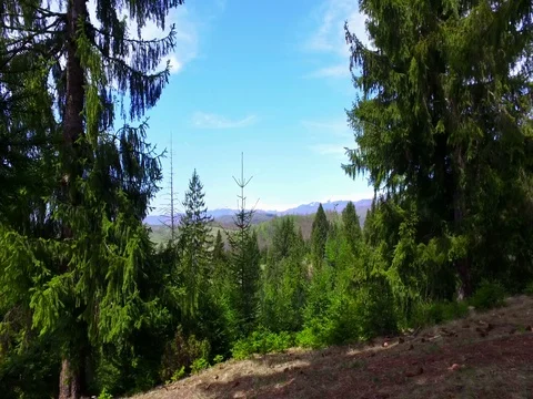 Pine tree forest with snowy mountains on background Stock Footage 76212509