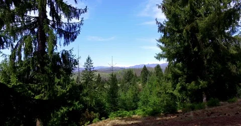 Pine Tree Forest With Snowy Mountains Stock Footage 79144918