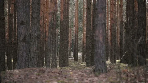 Pine Tree Forest at Spring Video stock 90793260