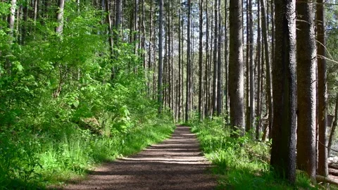Pine tree forest spring hiking trail Video stock 259434572