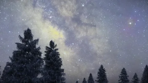 Pine Tree Forest with Starry Night Background 3D Animation Stock Footage 296148193