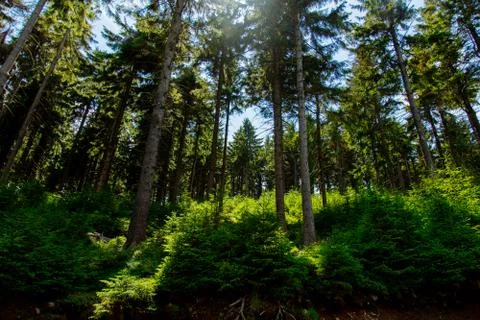 Pine tree forest in summer time in Sudetes, Poland Stock Photos