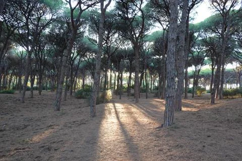 Pine tree forest with sun in the middle Stock Photos