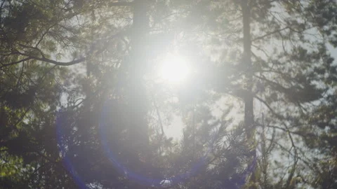 Pine tree forest with sun shining through the branches Stock Footage 338146676