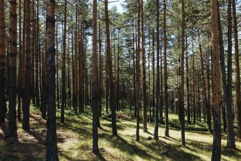 Pine tree forest on a sunny summer day Stock Photos