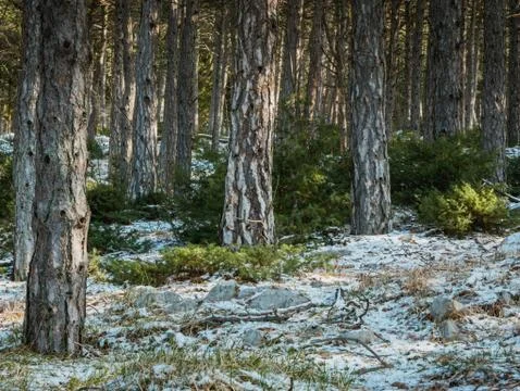 Pine tree forest on sunny winter day Stock Photos
