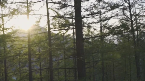 Pine Tree Forest Sunrise Slider Stock Footage 210448323