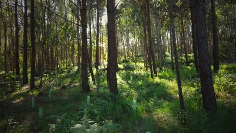 Pine tree forest at the sunset Stock Footage 154393922