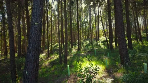 Pine tree forest at the sunset Stock Footage 154393947