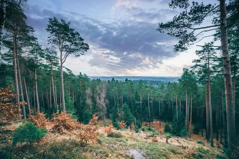 Pine tree forest in the sunset Stock Photos