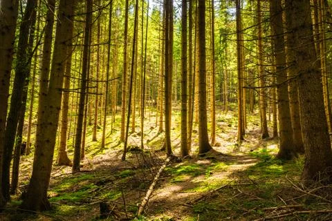 Pine tree forest with sunshine glowing  through the trunks Stock Photos