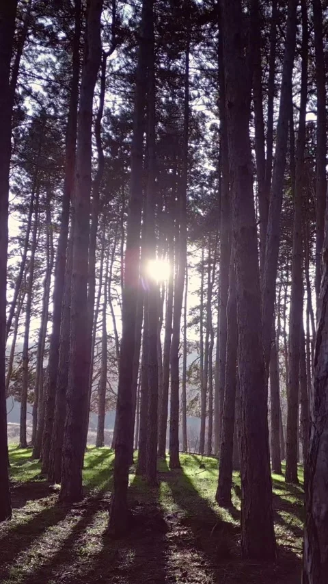 Pine tree forest, sunshine, vertical short video, nature background Stock Footage 283344810