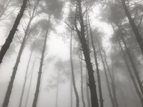 Pine tree forest surrounded with fog in the winter morning Stock Photos