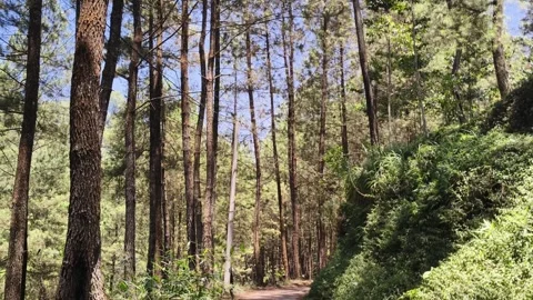 Pine tree forest with tall trunks and lush green bushes 库存影片 347218826