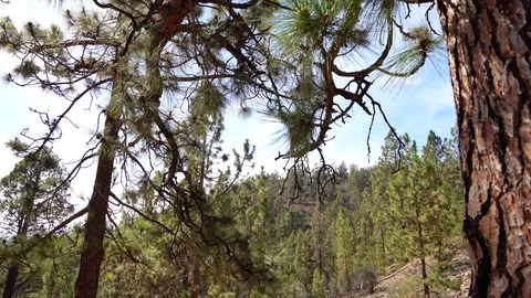 Pine tree forest in Tenerife, Spain Stock Footage 124126298