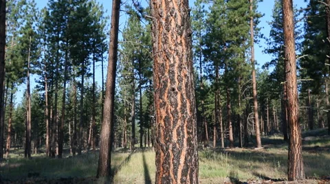 Pine tree forest tracking shot Stock Footage 45894060