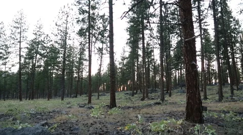 Pine tree forest tracking sunset Stock Footage 45893842