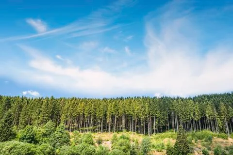 Pine tree forest under a blue sky Stock Photos