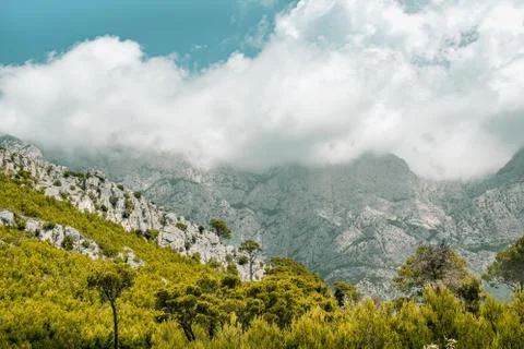 Pine tree forest under a mountain enveloped in clouds Stock Photos