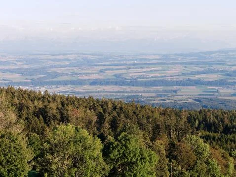 Pine tree forest. Valley and Alps mountain range in the background. Foto stock