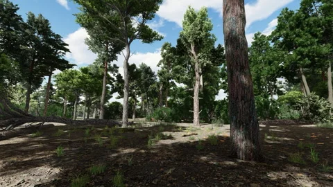Pine tree forest walk through,  green trees and nature landscape Stock Footage 251711399