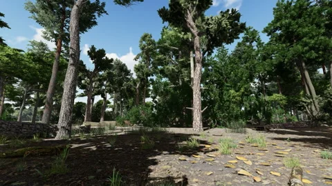 Pine tree forest walk through, nature and green landscape Stock Footage 260795401