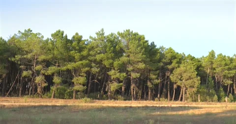 Pine tree forest with warm evening sunlight Vídeo Stock 344147270