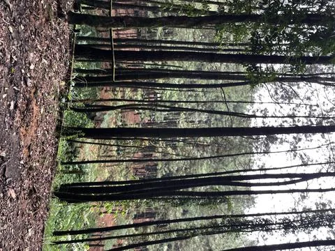 Pine tree forest in West Java region, Indonesia Stock Photos