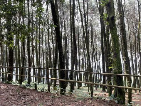 Pine tree forest in West Java region, Indonesia Stock Photos
