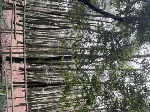 Pine tree forest in West Java region, Indonesia Stock Photos
