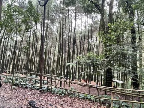 Pine tree forest in West Java region, Indonesia Stock Photos