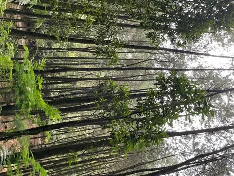 Pine tree forest in West Java region, Indonesia Stock-Fotos