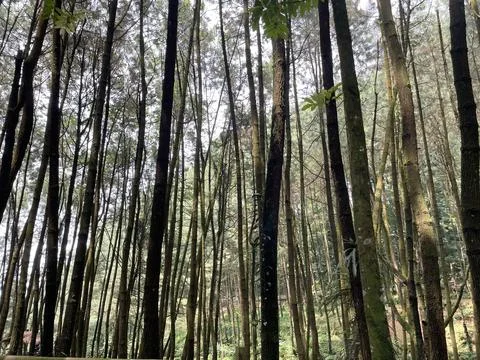 Pine tree forest in West Java region, Indonesia Stock-Fotos