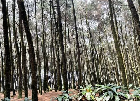 Pine tree forest in West Java region, Indonesia Stock-Fotos