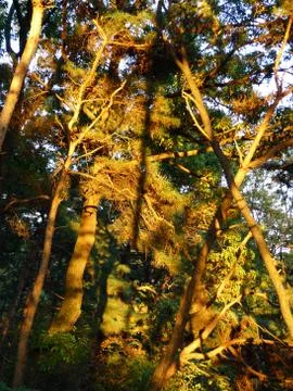 Pine tree, forest, when the sun set Stock Photos