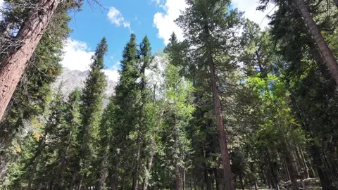 Pine tree forest, where tree trunks Rise from below to the top,stunning back Stock Footage 287198894